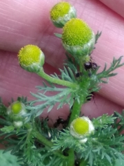 Matricaria discoidea