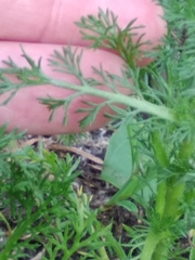 Matricaria discoidea