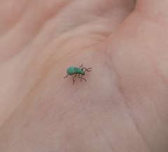 Phyllobius roboretanus