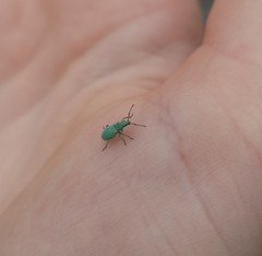 Phyllobius roboretanus