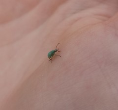 Phyllobius roboretanus