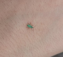 Phyllobius roboretanus