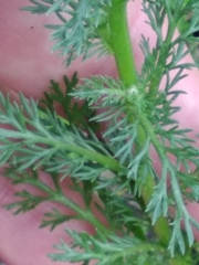 Matricaria discoidea