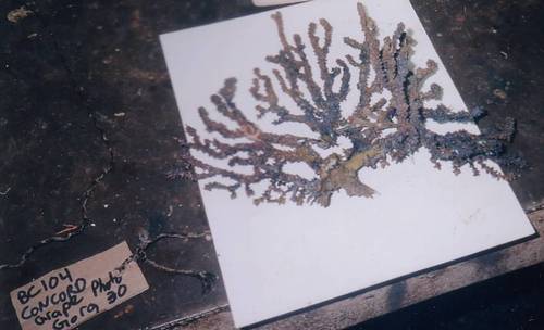 Representative image of Muriceides