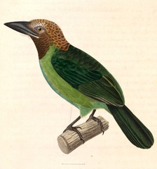 Brown-Throated Barbet photo 2