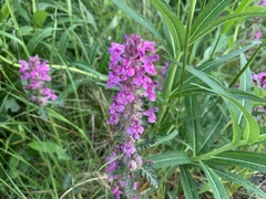 Pedicularis sudetica