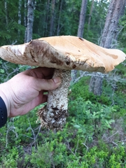 Leccinum