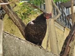 Gallus gallus domesticus