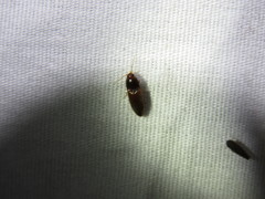 Horistonotus simplex