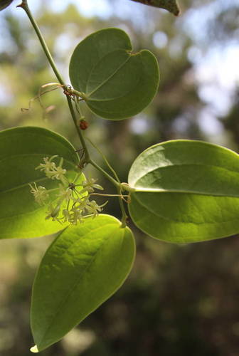 Smilax canariensis Willd.