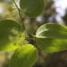 Smilax canariensis - Photo (c) Michael 2020, some rights reserved (CC BY-NC), uploaded by Michael 2020