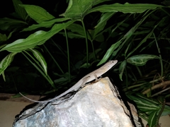 Anolis cupreus
