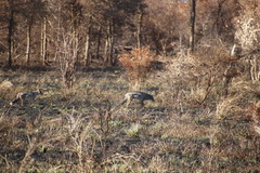 Lupulella adusta adusta