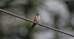 Leucolia violiceps