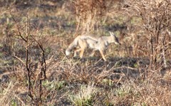 Lupulella adusta adusta