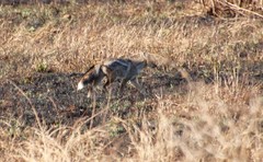 Lupulella adusta adusta