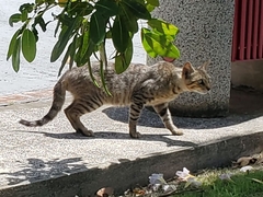 Felis catus