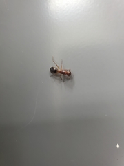 Camponotus inaequalis