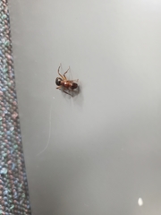 Camponotus inaequalis