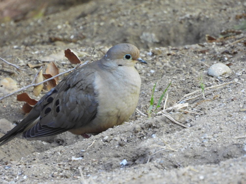 photo of Mourning Dove (Zenaida macroura)