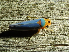 Macunolla ventralis