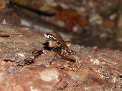 Megarhyssa rixator