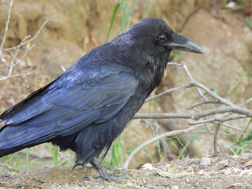 photo of Common Raven (Corvus corax)