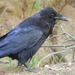 photo of Common Raven (Corvus corax)