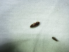 Horistonotus simplex