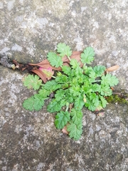 Erodium maritimum