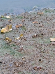 Afruca tangeri