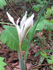 Iris fernaldii