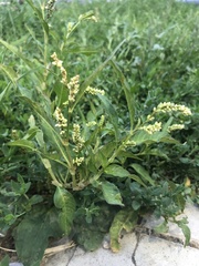 Persicaria tomentosa