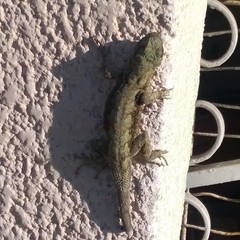 Sceloporus grammicus