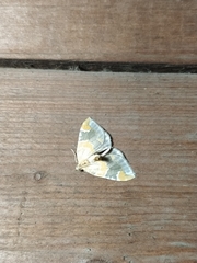 Eulithis pyropata