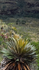 Espeletia guacharaca