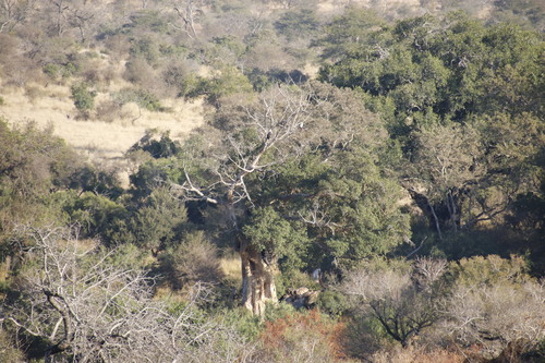 Sycamore fig (Ficus sycomorus)