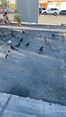 Columba livia