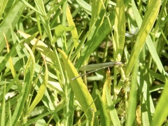 Enallagma exsulans