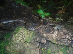 Thamnophis sumichrasti