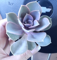 Echeveria gibbiflora × potosina