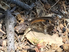 Pyronia cecilia