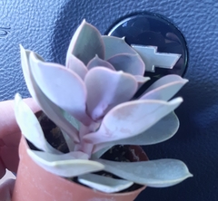 Echeveria gibbiflora × potosina