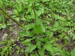 Plantago major