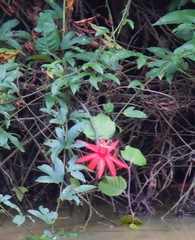Coccinea