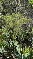 Hypericum fasciculatum
