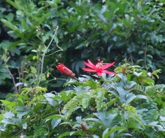 Coccinea