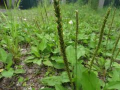 Plantago major