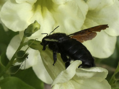 Xylocopa frontalis