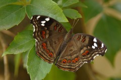 Junonia natalica